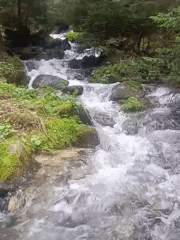 Forest stream captured flowing through Beli Iskar, Bulgaria