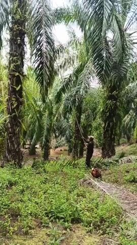 A person is seen in a palm oil plantation. They are using a long pole with a blade to cut palm fruits from a tree. The person is wearing a dark colored shirt and a light colored hat. There are many palm trees surrounding them, and the ground is covered in green vegetation and fallen palm fronds. A bunch of harvested palm fruits is visible on the ground to the right of the person. The sky is overcast.