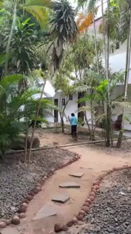 A person in a light blue shirt and dark skirt is sweeping leaves in a courtyard. They are using a natural broom, made of tied together sticks. The courtyard is surrounded by lush tropical plants and palm trees. A small stone path with pebble borders leads through the courtyard. In the background is a white building with dark wooden doors and windows. A leaf blower briefly drowns out the audio of the sweeping.