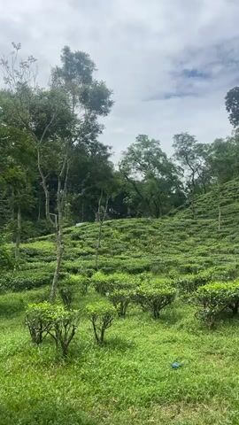 A panoramic view of a lush green tea plantation under a cloudy sky. The foreground features neatly trimmed rows of tea bushes, interspersed with patches of taller grass and a few scattered trees. In the middle ground, the terrain slopes upwards, covered in meticulously cultivated tea plants that create a textured, undulating landscape. The background is dominated by a dense canopy of trees, suggesting a forest bordering the plantation. The overall impression is one of natural beauty and agricultural order.