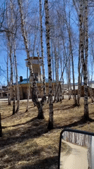 Vehicle travels cracked road through sparse birch forest near Irkutsk
