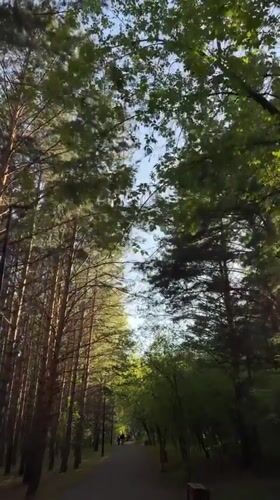 Wooden boardwalk pathway documented in Krasnoyarsk forest area