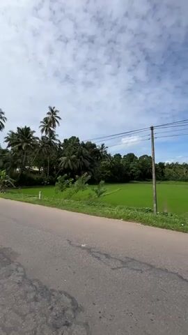 A vertical video displays a rural road in the foreground, with a vibrant green paddy field and a dense line of palm and other trees in the background. The sky above is a clear blue, dotted with fluffy white clouds. A wooden utility pole with electrical wires stands on the right side of the road, near the edge of the field. The road appears to be paved with asphalt, showing some signs of wear and tear, with shadows cast across it. The overall scene suggests a tranquil, tropical landscape.