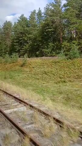 The video shows a view from a moving train. In the foreground, train tracks are visible, with ballast and sleepers. To the right of the tracks, a grassy embankment slopes upwards, dotted with green shrubs and trees, primarily pine trees. The sky is partly cloudy. A white signpost with black markings is briefly visible on the embankment. The overall scene depicts a train traveling through a wooded, rural landscape.