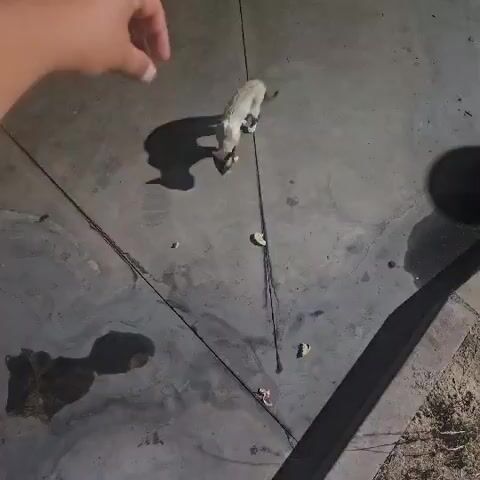 A human hand is visible at the top left of the frame, reaching down towards a light-colored cat. The cat is on a gray concrete surface. There are dark shadows cast by the cat and the hand. Scattered on the concrete are small pieces of what appear to be food, and there are also dark wet patches. In the bottom right of the frame, a dark, elongated object, possibly part of a vehicle, is visible. The scene appears to be outdoors.