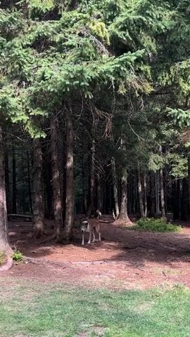 A dog walks through a forest. The dog is medium-sized with tan and white fur. The dog is walking on a dirt path surrounded by pine trees. The sun is shining through the trees creating dappled light on the ground. The dog is looking towards the camera.