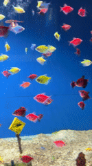 Tourists visit aquarium, pose at heart monument in Gelendzhik