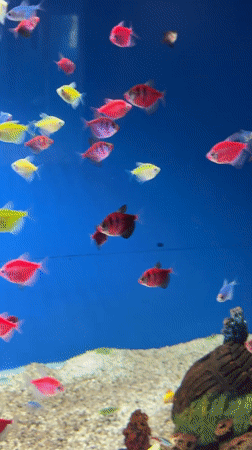 Tourists visit aquarium, pose at heart monument in Gelendzhik