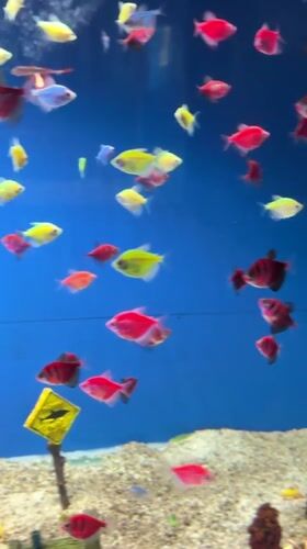 Tourists visit aquarium, pose at heart monument in Gelendzhik