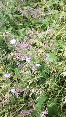A video shows a patch of wild grass and flowers. The camera is pointed down at the vegetation. The grass is green and brown, and there are small purple flowers scattered throughout. The flowers appear to be in bloom. The background is blurred, but it appears to be more of the same vegetation. The video is shaky, suggesting it was filmed by someone walking or moving. There are no people or animals visible in the video. The lighting suggests it is daytime.