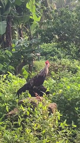 The video shows a rooster standing atop a rock in a lush, green environment. The rooster is mostly black with some grey and white feathers on its neck and head. It has a bright red comb and wattle. The vegetation around it is dense, with various types of green plants and trees visible in the background. Some banana trees can be seen among other greenery. The rooster crows loudly during the video.