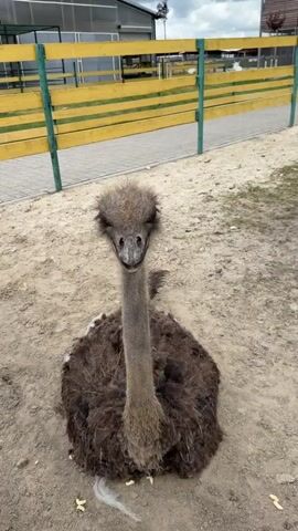 A medium shot video captures an ostrich sitting on sandy ground. The ostrich is facing the camera, with its head held high on its long neck. Its body is covered in brown feathers, and its legs are tucked underneath it. The ostrich's eyes are visible, and its beak is slightly open. In the background, there is a yellow and green fence, and beyond that, a building with a white roof and walls. The ground is mostly dirt and sand, with some scattered pebbles. The lighting is natural, suggesting an outdoor setting. There is no discernible action or interaction happening beyond the ostrich's presence and its gaze towards the camera.