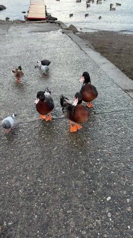 The video shows a group of ducks and pigeons on a gray stone surface near a body of water. There are three ducks that are mostly brown with black heads and orange feet. One duck is primarily green with black and white markings, also with orange feet. Several pigeons with gray and white feathers are present. In the background, there is a small wooden dock extending into the water, and more ducks are swimming in the distance. A person walks by in the background. A voice speaking Spanish is audible in the video.