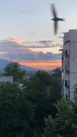 The video captures a serene sunset or sunrise view over a town, likely Petrich, Bulgaria, as indicated by the provided context. The sky is a prominent feature, adorned with soft clouds painted in hues of orange, pink, and purple, indicating either dawn or dusk. Several birds can be seen flying across the colorful sky, adding movement to the peaceful scene.

In the midground, lush green trees dominate, creating a natural canopy. Beyond the trees, the silhouette of distant mountains stretches across the horizon, adding depth to the landscape. On the right side of the frame, a multi-story residential building with balconies is visible, and another building can be partially seen on the left. The overall impression is one of natural beauty blended with urban elements, illuminated by the warm, dramatic light of the setting or rising sun.