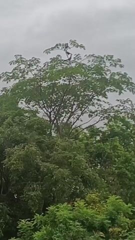 A person is climbing in a tall tree, reaching the top branches, with a cloudy sky above.