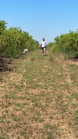 A young person walks a white dog on a leash down a grassy path between rows of trees. Another young person walks a short distance behind them. The sky is blue and clear. The trees appear to be fruit trees, possibly citrus or guava, with green leaves. The ground is dry and covered with grass and dirt. The sun is shining brightly.