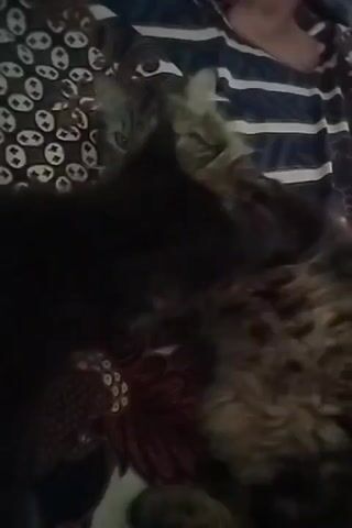 The video shows two cats, one black and one tabby, lying on a patterned blanket. The black cat is on top of the tabby cat, and its head is partially obscured. The tabby cat's fur is visible, and it appears to be a long-haired breed. The blanket has a design of stylized flowers and leaves in brown and white. In the background, a person's arm is visible, and they appear to be lying on a striped blanket. The lighting is dim.