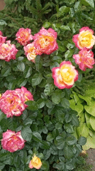 Roses in full bloom in a Kharkiv garden