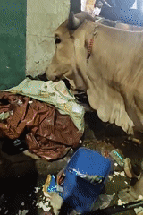 Cow spotted inside cluttered Chennai eatery