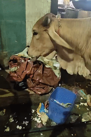 Cow spotted inside cluttered Chennai eatery