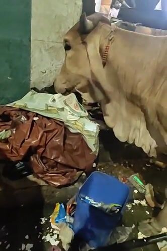 Cow spotted inside cluttered Chennai eatery