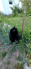 Black cat roams a garden on leash, borscht on the side