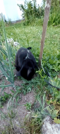 Black cat explores the garden, borscht on the table