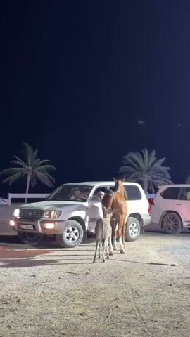 At night, a white Toyota Land Cruiser is parked on a dirt lot with palm trees visible in the background. A tan horse and a gray donkey stand near the front passenger side of the vehicle. A man sitting in the driver's seat is looking at the horse and donkey, and an additional person is visible sitting in the passenger seat. Another white SUV is parked behind the Land Cruiser. A person outside the vehicle is speaking.
