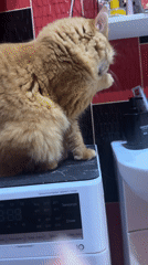 Cats grooming and resting in Sochi homes early morning