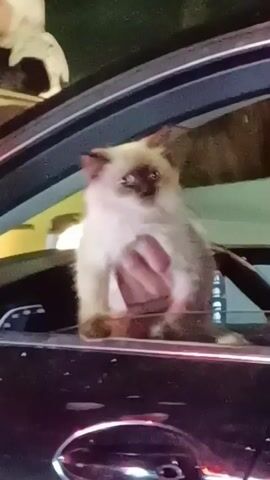A video shows a medium-sized, white and light brown cat in someone’s hands, sticking out of the open window of a dark-colored car. The cat is looking around and meows. In the background, a woman wearing a white hijab is visible in what appears to be a restaurant. The environment seems to be nighttime, based on the dim lighting and dark backdrop.