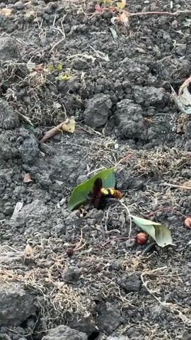 A close-up shot focuses on a large insect, possibly a hornet or wasp, with black and yellow markings, interacting with a small pile of dirt and debris. The insect appears to be digging or manipulating something beneath a green leaf. Scattered around the insect are small reddish-brown objects, possibly berries or seeds, and dried plant matter. The ground is dark, earthy, and uneven, with some dried grass and small pebbles visible. The lighting suggests it is daytime.