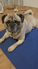 Woman practices yoga with pug companion in Ruse home