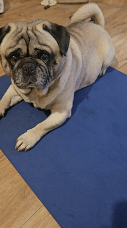 Woman practices yoga with pug companion in Ruse home
