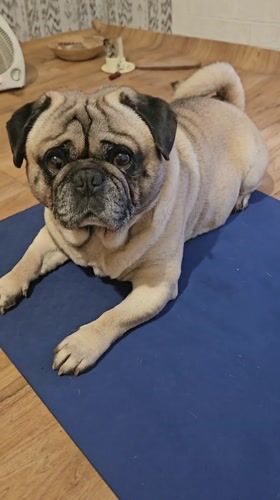Woman practices yoga with pug companion in Ruse home