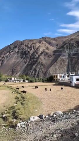 This video shows a rural landscape with a clear blue sky and mountains in the background. In the foreground, there is a dry, grassy field where several black cows are grazing. A dirt path runs through the field, and on either side of the path, there are scattered rocks and dry vegetation. In the middle ground, there are a few white buildings with flat roofs, possibly houses or farm structures. Power lines are visible stretching across the scene, supported by poles. The overall impression is one of a peaceful, remote, and agrarian setting.