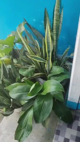 A cluster of green potted plants is displayed against a vibrant blue wall. Among the plants, snake plants with their distinctive variegated leaves and broad-leafed plants are visible. The plants are arranged in a way that creates a lush, dense display. The lighting suggests an outdoor setting, with shadows indicating a moderate level of natural light.