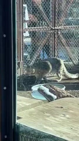 The video shows a snow leopard walking in its enclosure. The camera is positioned inside a building, looking out through a window. The leopard is walking around in a dirt and straw-filled area, with a metal food or water dish nearby. Beyond the immediate enclosure, a fence separates the leopard from a backdrop of trees and some out-of-focus figures in the distance. The scene is bathed in sunlight.