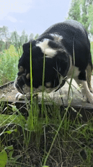 Bulldog walk through Russian countryside turns up wild finds