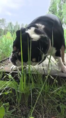 Bulldog walk through Russian countryside turns up wild finds