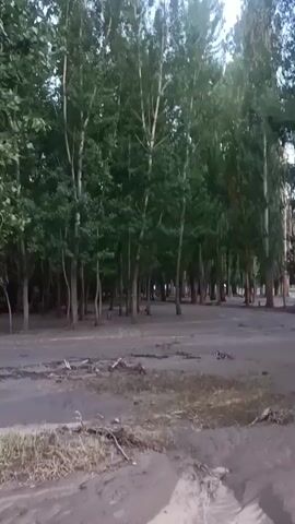 A video captured from ground level shows a grove of tall, slender trees with green foliage. The ground in front of the trees appears to be muddy or sandy, with some debris scattered on it, including branches and twigs. The lighting suggests it is either early morning or late evening. No people or animals are visible. The camera is stationary.