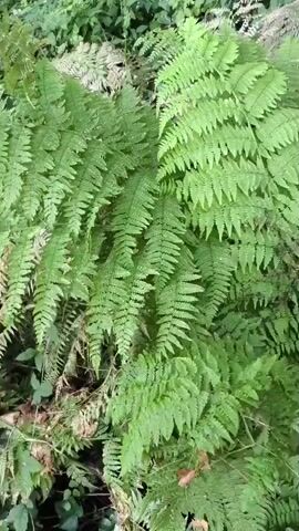 The video shows a close-up of lush green ferns in a forest setting. The fronds are dense and layered, with some droplets of water visible on the leaves, suggesting recent rain or dew. The lighting is soft, indicating an overcast day or shade from a dense canopy. The background is a blur of green foliage, further emphasizing the ferns in the foreground. There are no people or distinct objects, focusing solely on the natural textures and colors of the ferns.