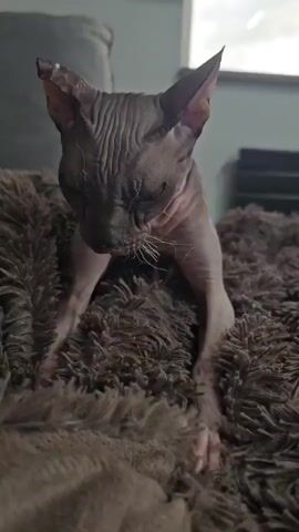 A Sphynx cat is lying down on a fluffy brown blanket. The cat is looking down with its head tilted. The cat's body is mostly visible, and its skin is wrinkled. The background is blurred, but a couch and a window can be seen. The lighting is dim.