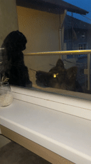 Evening domestic scenes: pets and dinner in Sofia