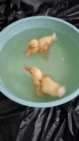 Two yellow ducklings are swimming in a light blue tub filled with clear water. The tub is placed on a black plastic surface. The ducklings are facing each other, with their heads tilted down towards the water. One duckling appears to be nudging the other with its beak. The water is slightly disturbed by the movement of the ducklings.