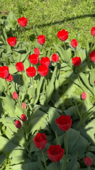 Spring flowers and portrait documented in Aksay, Kazakhstan