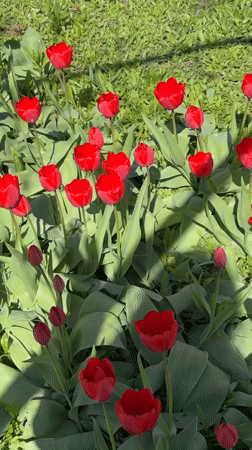 Spring flowers and portrait documented in Aksay, Kazakhstan