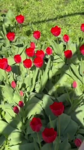 Spring flowers and portrait documented in Aksay, Kazakhstan