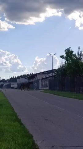 Two horses are seen walking on a paved road in a rural or suburban setting. A white horse is on the left side of the road, followed by a darker horse (brown or black) on the right side, slightly ahead. Both horses are moving away from the camera. The road is flanked by green grass on the left and fences and buildings on the right. In the background, several houses or structures with distinct architectural styles and fences are visible, alongside a line of trees. Utility poles with overhead wires and street lights line the road. The sky is bright, featuring large, fluffy white clouds against a clear blue background, indicating a daytime scene, likely late afternoon or early evening due to the quality of light. The atmosphere is calm and peaceful. No people or visible text are present in the video. The location is Ivanovskoe, Russia.