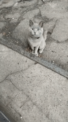 Gray cat, makeup palette, and houseplants in rural Ukraine