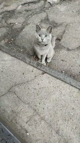 A gray cat is sitting on a concrete surface. The cat is looking directly at the camera. The concrete is cracked and there is a metal strip running across the middle of the frame. The cat is wearing a dark collar.